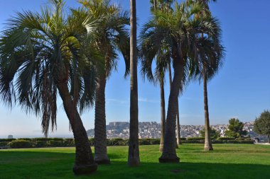 İtalya, Napoli. 13 Ekim 2017 Capodimonte, Kraliyet Sarayı 1738 Borbone Kral Charles buyruğuyla başlayarak inşa, Kraliyet Sarayı, bağlı bir park ile. Dev palmiye ağaçları yakın çekim.
