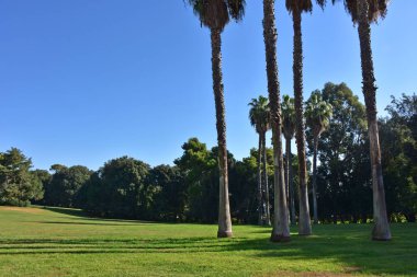 İtalya, Napoli. 13 Ekim 2017 Capodimonte, Kraliyet Sarayı 1738 Borbone Kral Charles buyruğuyla başlayarak inşa, Kraliyet Sarayı, bağlı bir park ile. Dev palmiye ağaçları yakın çekim.