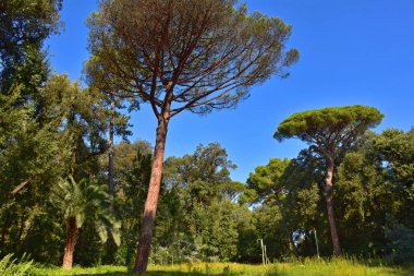 İtalya, Napoli, kamu parki Floridiana Villa. Sarma yollar ve gölgeli bahçeleri İtalyan Bahçesi tipik. Bitkilerin holm meşe, çam, çınar ağaçları, avuç içi, boxwoods, kamelya da dahil olmak üzere 150 türü bulunmaktadır.