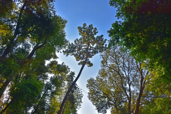 Italie Naples Parc Public Villa Floridiana Sentiers Sinueux Bosquets Ombragés — Photo