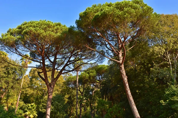 Italia Napoli Parco Pubblico Della Villa Floridiana Sentieri Sinuosi Boschetti — Foto Stock