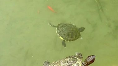 4 k İtalya, Napoli, Park ve Villa Floridiana, Bina ile ilçe küçük havuzda tarihi ve sanatsal ilgi 1819 yılının Trachemys ait kaplumbağaları.