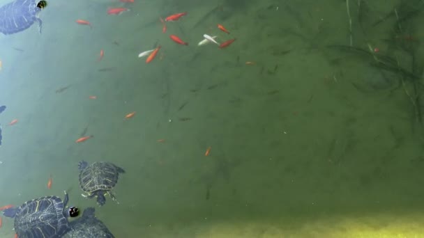 이탈리아 나폴리 Floridiana 금붕어와 거북이 Trachemys 속하는 연못에서 예술적인 관심사의 — 비디오