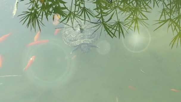 Talya Napoli Park Villa Floridiana Akvaryum Balığı Kaplumbağa Trachemys Ait — Stok video