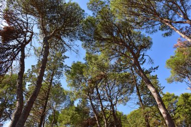  İtalya, çam, köknar, selvi, ağaçlar Apenin Dağları'nın ormanları tipik.