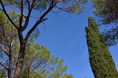  İtalya, çam, köknar, selvi, ağaçlar Apenin Dağları'nın ormanları tipik.