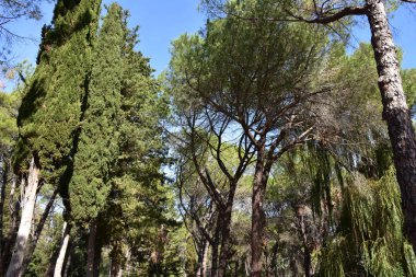  İtalya, çam, köknar, selvi, ağaçlar Apenin Dağları'nın ormanları tipik.