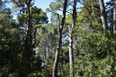  İtalya, çam, köknar, selvi, ağaçlar Apenin Dağları'nın ormanları tipik.