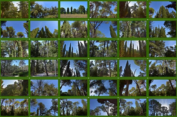 Italia Kolaj Çam Köknar Selvi Ağaçlar Apenin Dağları Nın Ormanları — Stok fotoğraf