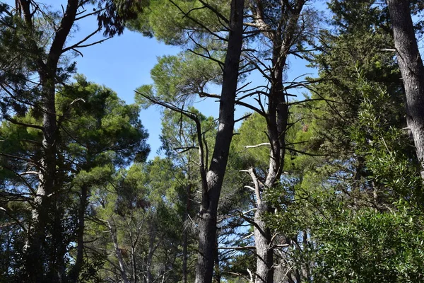 Italia Pini Abeti Cipressi Alberi Tipici Delle Foreste Appenniniche — Foto Stock