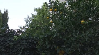 4 k İtalya, çam, köknar, selvi, ağaçlar Apenin Dağları'nın ormanları tipik.