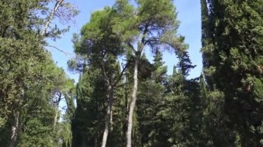4 k İtalya, çam, köknar, selvi, ağaçlar Apenin Dağları'nın ormanları tipik.