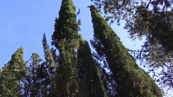 Itália Pinheiros Abetos Ciprestes Árvores Típicas Das Florestas Das Montanhas — Vídeo de Stock