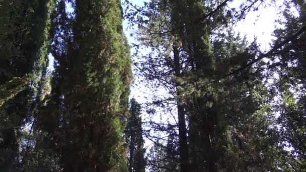 Italia Pini Abeti Cipressi Alberi Tipici Delle Foreste Appenniniche — Video Stock