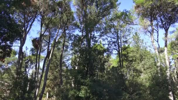 Ιταλία Πεύκα Έλατα Κυπαρίσσια Δέντρα Τυπικό Των Δασών Της Στα — Αρχείο Βίντεο