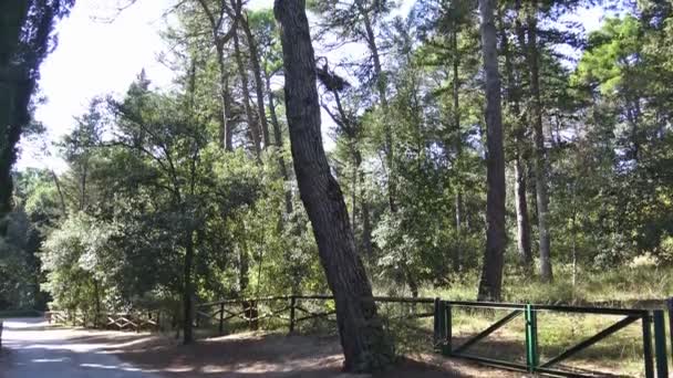 Talya Çam Köknar Selvi Ağaçlar Apenin Dağları Nın Ormanları Tipik — Stok video