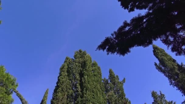 Італії Сосни Ялин Кипариси Дерева Типовий Лісів Апеннін — стокове відео