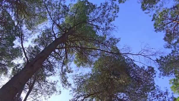 Itália Pinheiros Abetos Ciprestes Árvores Típicas Das Florestas Das Montanhas — Vídeo de Stock