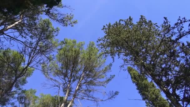 Італії Сосни Ялин Кипариси Дерева Типовий Лісів Апеннін — стокове відео