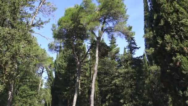 Itália Pinheiros Abetos Ciprestes Árvores Típicas Das Florestas Das Montanhas — Vídeo de Stock