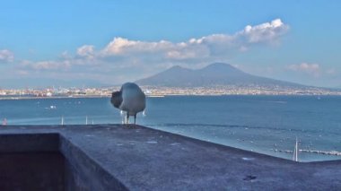 4k da en eski kale Megaride tüf adacık üzerinde bulunan Napoli, Naples, Ovo Castle(about 1100) var. Arkadaş martı ziyaretçi kale duvarında görünüyor. Klip 1