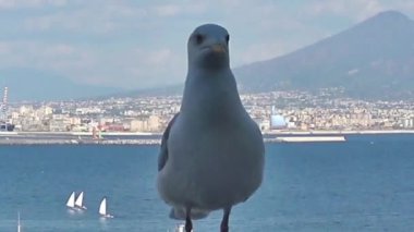 4 k Napoli, Napoli, tüf Megaride adacık üzerinde bulunan en eski kale Ovo Castle (yaklaşık 1100) var. Arkadaş martı ziyaretçi kale duvarında görünüyor. Klip 2 uzaklaştırmak