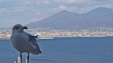 4 k Napoli, Napoli, tüf Megaride adacık üzerinde bulunan en eski kale Ovo Castle (yaklaşık 1100) var. Arkadaş martı ziyaretçi kale duvarında görünüyor. Küçük Resim 3