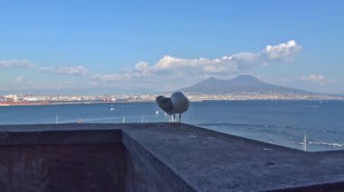 4 k Napoli, Napoli, tüf Megaride adacık üzerinde bulunan en eski kale Ovo Castle (yaklaşık 1100) var. Arkadaş martı ziyaretçi kale duvarında görünüyor. Küçük Resim 5