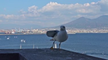 4 k Napoli, Napoli, tüf Megaride adacık üzerinde bulunan en eski kale Ovo Castle (yaklaşık 1100) var. Arkadaş martı ziyaretçi kale duvarında görünüyor. Küçük 4