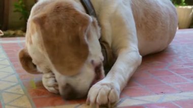 4 k dişi beagle köpek temizlik sırasında poz