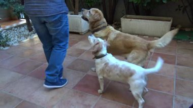 4 k erkek labrador ve komut, yemek konumundaki dişi beagle
