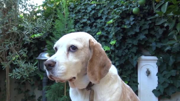 Kvinnliga Beagle Hund Poserar — Stockvideo