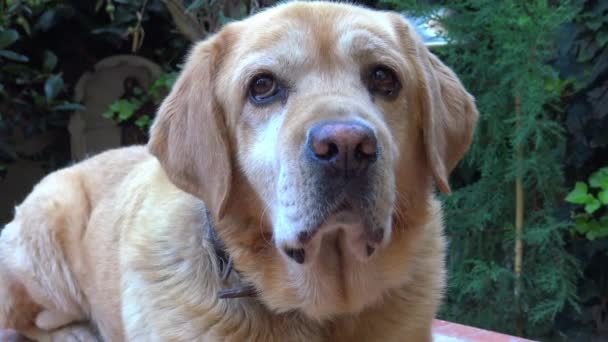 Male Labrador Dog Posing — Stock Video