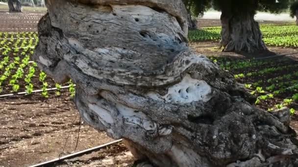 Full Italy Apulia Ancient Olive Tree — Stock Video