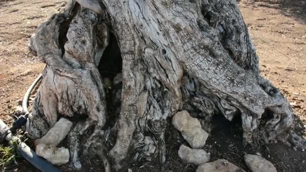 Full Italy Apulia Ancient Olive Tree — Stock Video