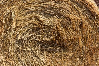 İtalya, Puglia, tohumlu tarlalarda saman balya. Ayrıntı