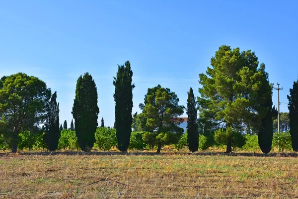 Italia Puglia Paesaggio Tipico Della Campagna — Foto Stock