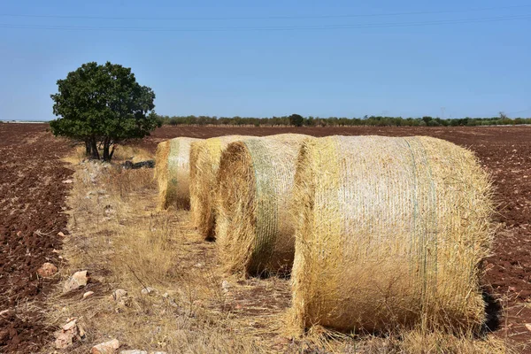 İtalya, Puglia, ekili tarlalarda saman balya.