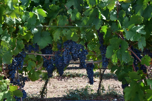 Italia Puglia Típico Campo Cultivado Viñedo Uvas Negras — Foto de Stock