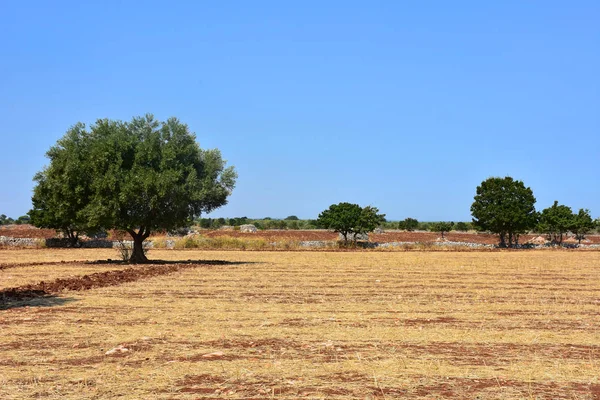 Italien Apulien Typischer Olivenbaum Auf Dem Land Stockfoto