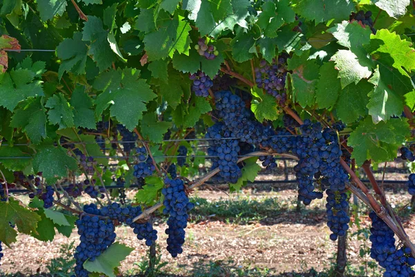 Italia Puglia Típico Campo Cultivado Viñedo Uvas Negras Imagen de archivo