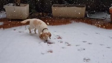 İtalya, Puglia, Ocak 2018, kar yağışı, beagle ve labrador karda