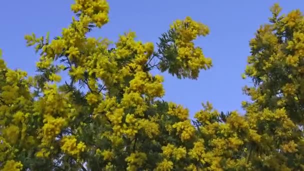 Mimosa Branches Arbres Dans Vent — Video