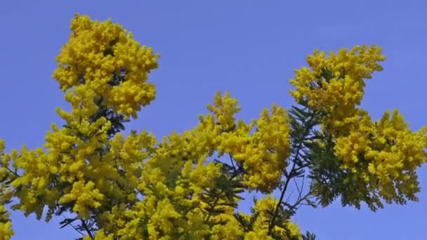 Mimosa Branches Arbres Dans Vent — Video