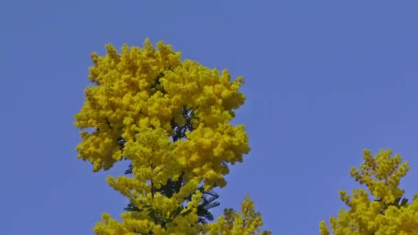 ミモザ風で木の枝 — ストック動画