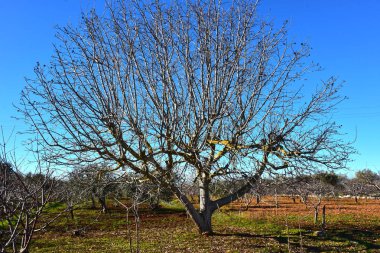 İtalya, Puglia bölge, tipik kırsal manzara. Ceviz ağaçları kış.