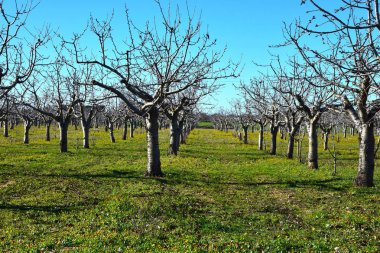İtalya, Puglia bölge, tipik kırsal manzara. Kışın kiraz ağaçları.