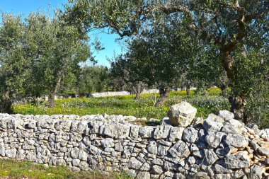 İtalya, Puglia bölge, tipik kırsal manzara. Zeytin ağaçları ve ekili arazi.