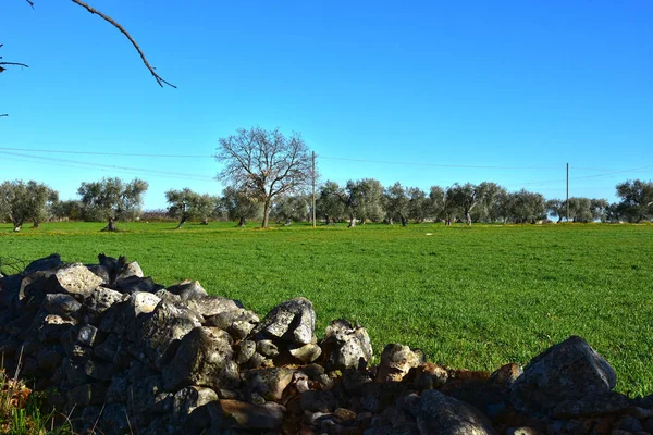 Itália Região Puglia Paisagens Típicas Campo Paredes Pedra Terras Cultivadas — Fotografia de Stock