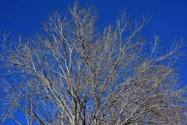 Italia Región Puglia Paisajes Típicos Del Campo Los Nogales Invierno — Foto de Stock